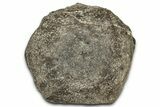 Fossil Dinosaur Vertebra Centrum - Montana #326469-1
